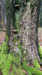 Pilzbefall am Baumstumpf